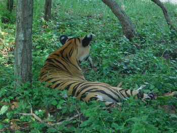 Tiger in a forest