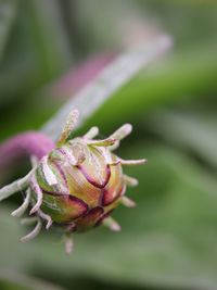 Flower bud