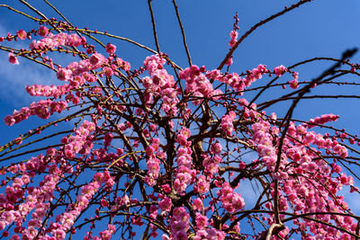 Low angle view of cherry blossoms in spring