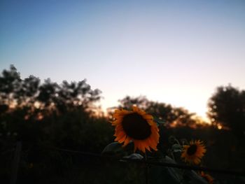 Close-up of sunflower against orange sky