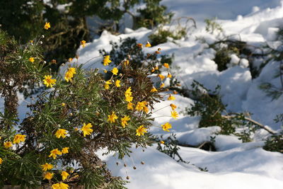 Scenic view of snow covered plants and trees