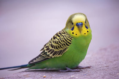 Close-up of bird