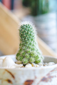 Close-up of cactus plant