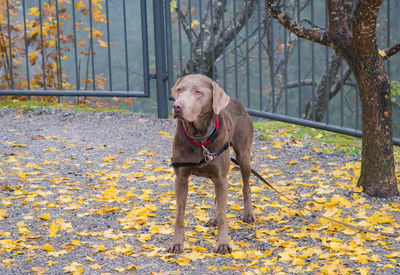 Dog standing by leaves during autumn
