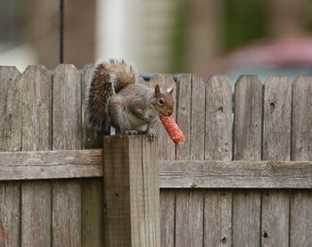 Close-up of squirrel on wooden fence