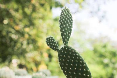 Close-up of succulent plant