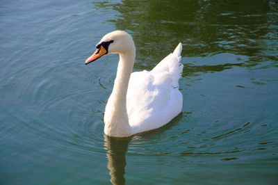 Swan swimming in lake