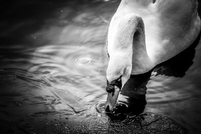 Close-up of swan swimming in lake