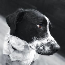 Close-up portrait of dog