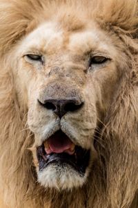Close-up portrait of a lion