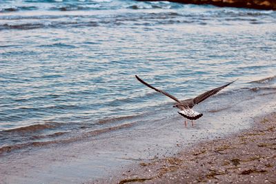Seagull flying over sea