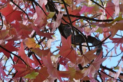 Low angle view of tree during autumn