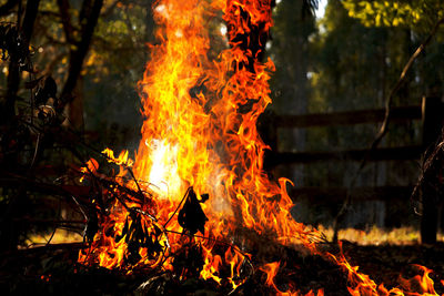 View of fire in the forest