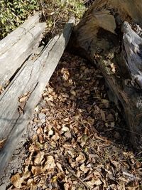 Close-up of log in forest
