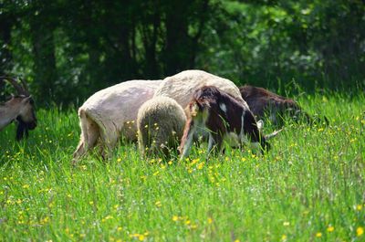 Sheep grazing in a field