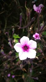 High angle view of cosmos blooming outdoors