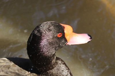 Close-up of duck swimming in lake