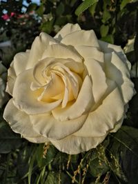 Close-up of rose blooming outdoors