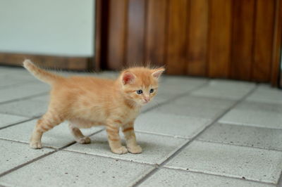 Kitten standing on tiled floor