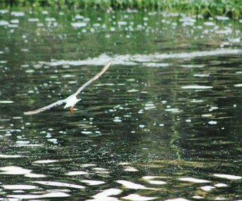 View of birds flying over water