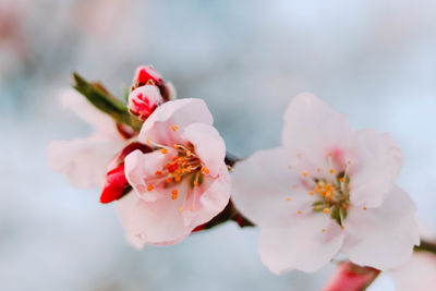 Close-up of white flowers blooming on tree against sky