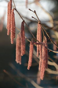 Close-up of plant