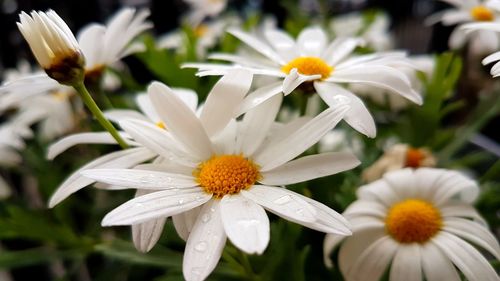 Close-up of wet white daisies blooming outdoors