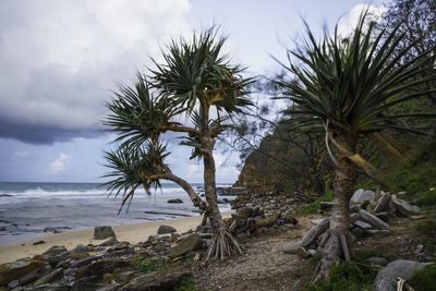 Coconut palm trees on beach against sky