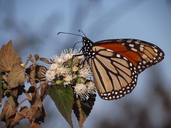 Close-up of butterfly perching on flower