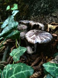 Close-up of mushroom growing on field