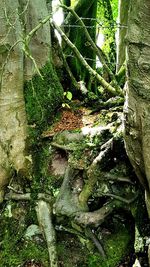 Plants growing on tree trunk