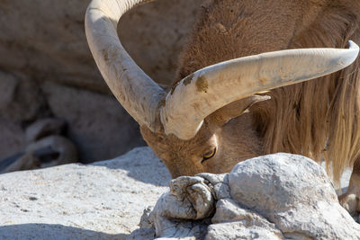Close-up of animal statue on rock