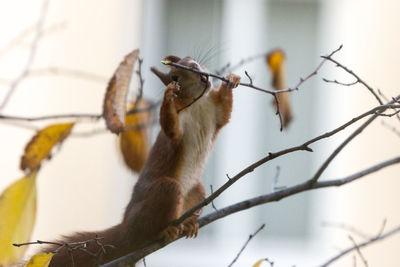 Low angle view of squirrel on tree downtown chewing on twigs