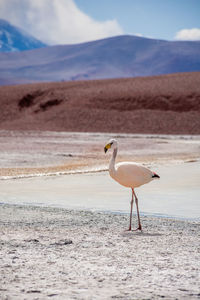 animal wildlife