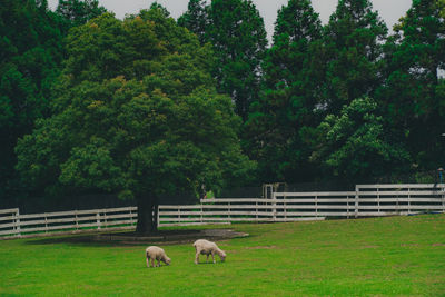 Sheep grazing on field