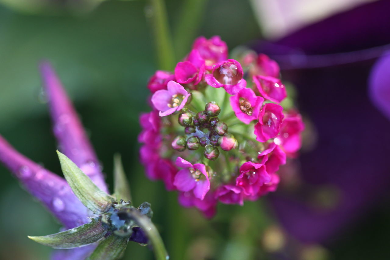 CLOSE-UP OF PURPLE FLOWERING PLANTS