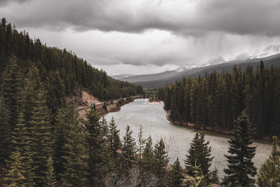 Panoramic view of pine trees and mountains against sky