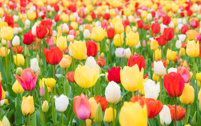 Close-up of tulips blooming in field