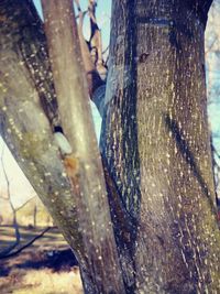 Close-up of tree trunk in forest