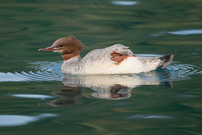 Duck swimming in lake