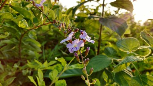 Close-up of flowers blooming outdoors