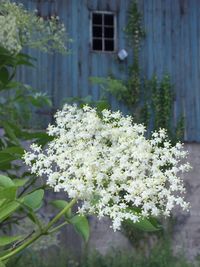 Close-up of white flowers