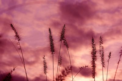 Low angle view of silhouette plants against orange sky