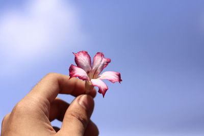 Close-up of hand holding pink flower against blue sky