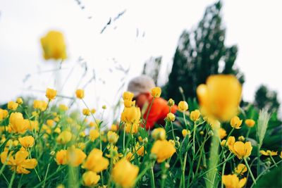 Close-up of yellow flowers blooming in field