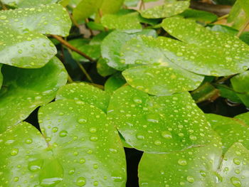 Full frame shot of wet leaves