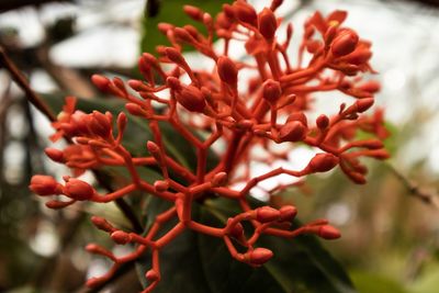 Close-up of red flowering plant