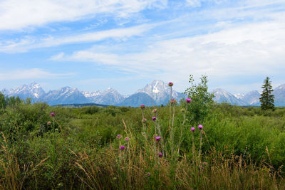 Scenic view of grassy field against sky