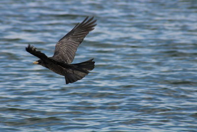 Bird flying over sea