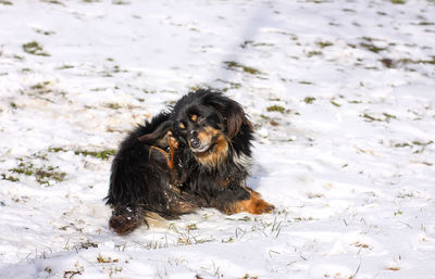 Black dog in a snow